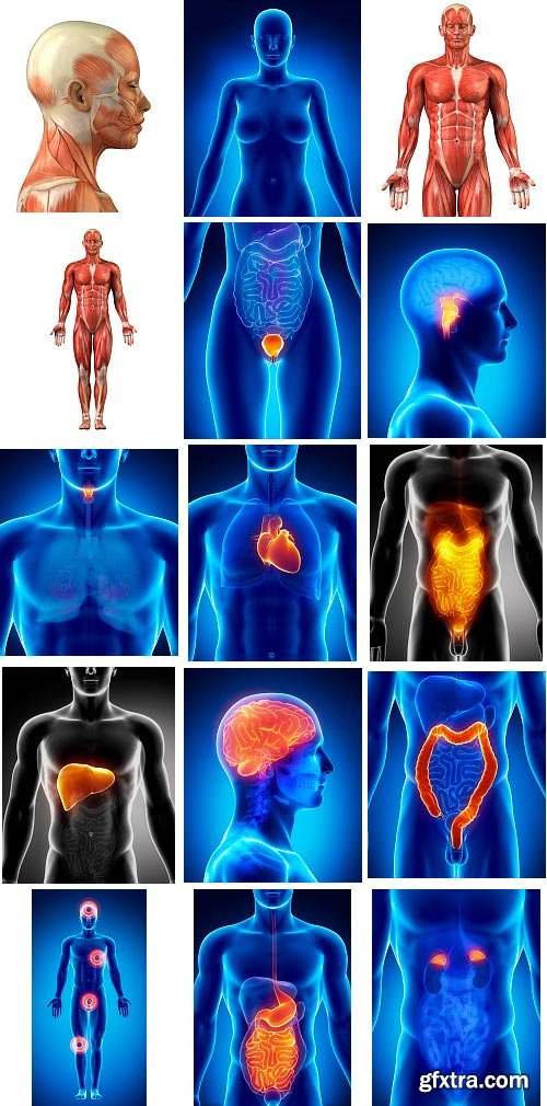 Human Anatomy Great Collection 175xJPG
