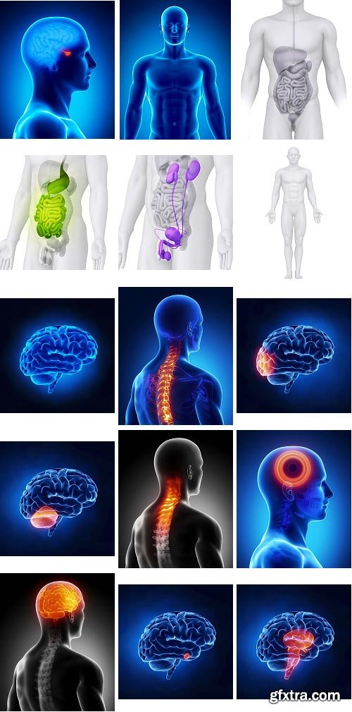 Human Anatomy Great Collection 175xJPG
