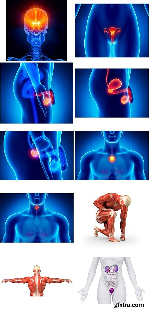 Human Anatomy Great Collection 175xJPG