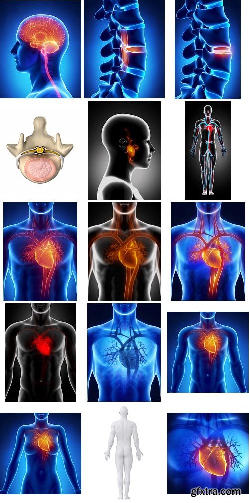 Human Anatomy Great Collection 175xJPG