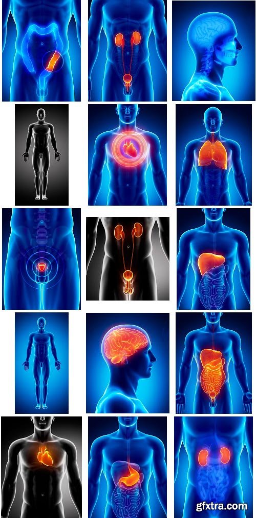 Human Anatomy Great Collection 175xJPG