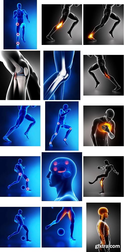 Human Anatomy Great Collection 175xJPG