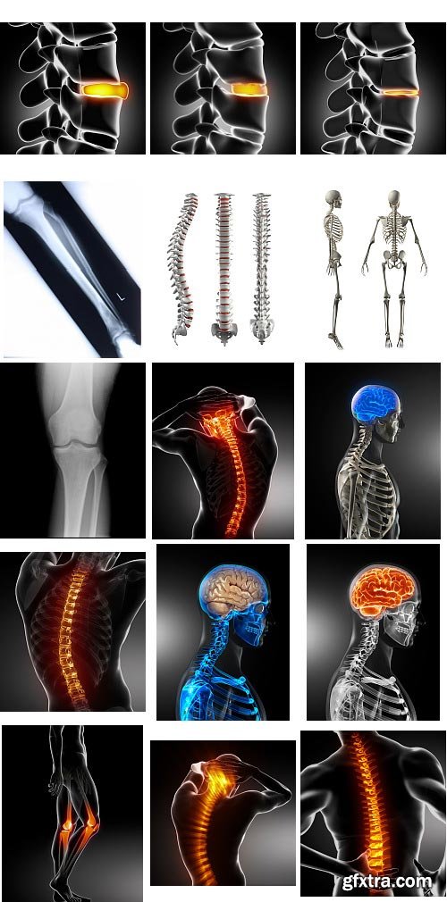 Human Anatomy Great Collection 175xJPG