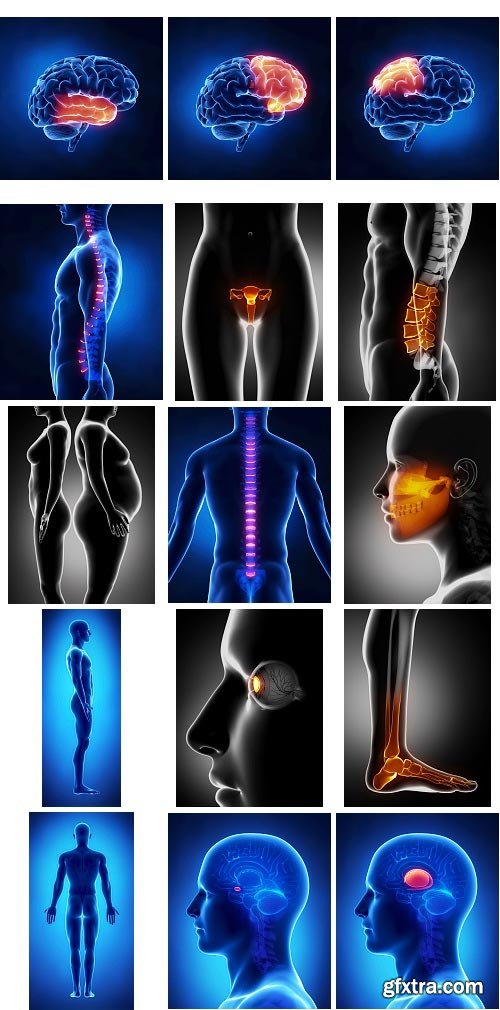 Human Anatomy Great Collection 175xJPG
