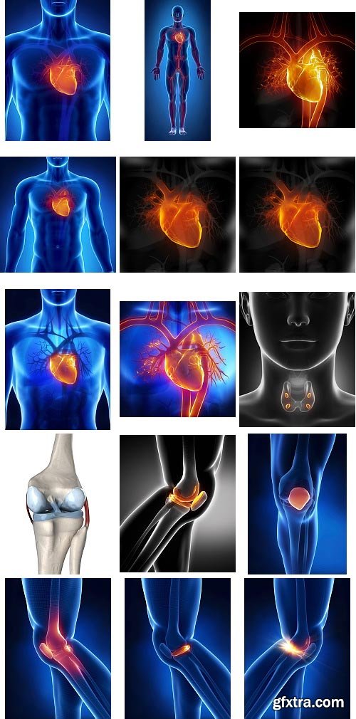 Human Anatomy Great Collection 175xJPG