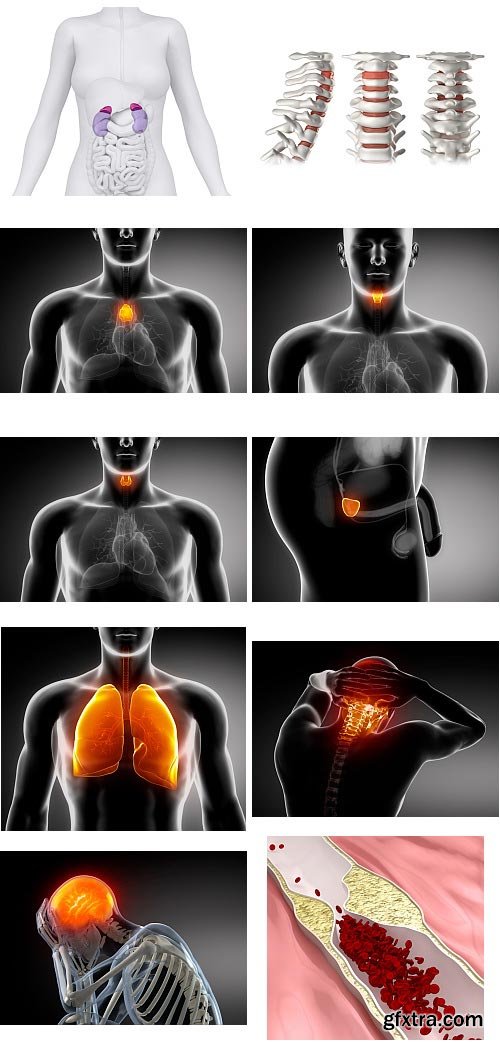 Human Anatomy Great Collection 175xJPG