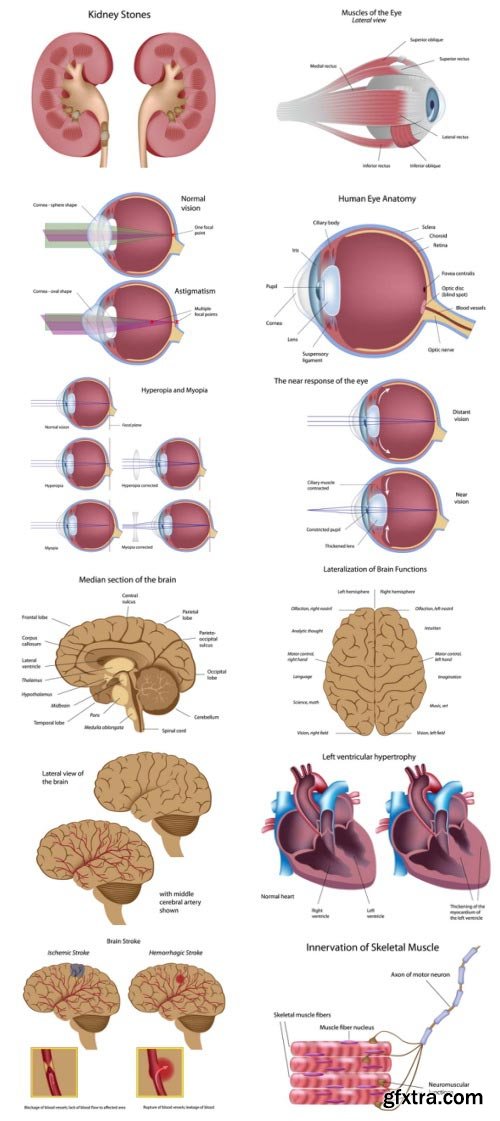 Anatomy and Ilness Mass Collection 333xEPS