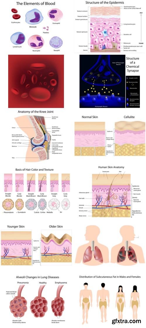 Anatomy and Ilness Mass Collection 333xEPS