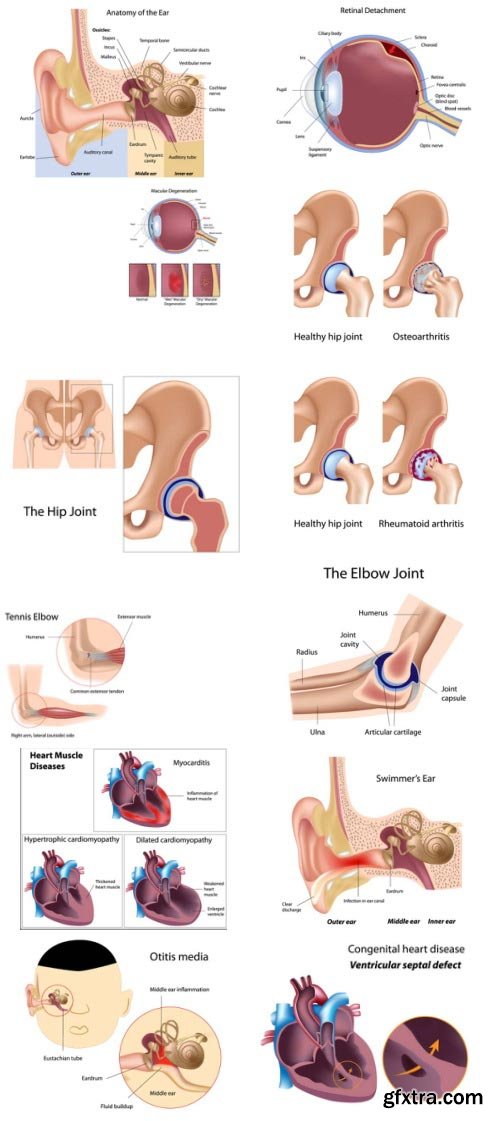Anatomy and Ilness Mass Collection 333xEPS