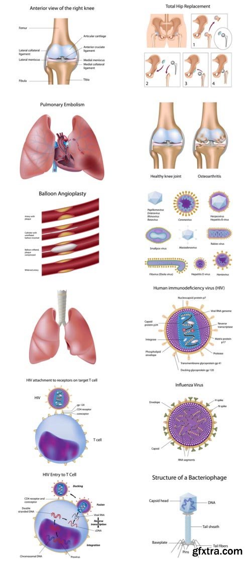 Anatomy and Ilness Mass Collection 333xEPS