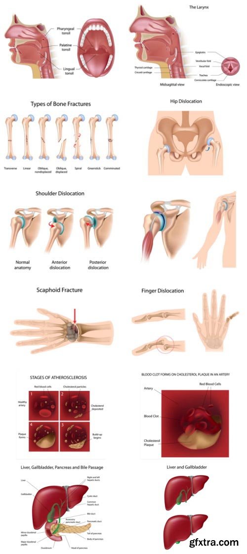 Anatomy and Ilness Mass Collection 333xEPS