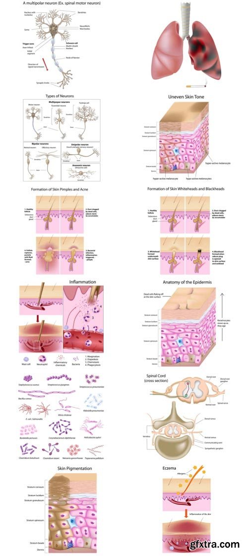 Anatomy and Ilness Mass Collection 333xEPS