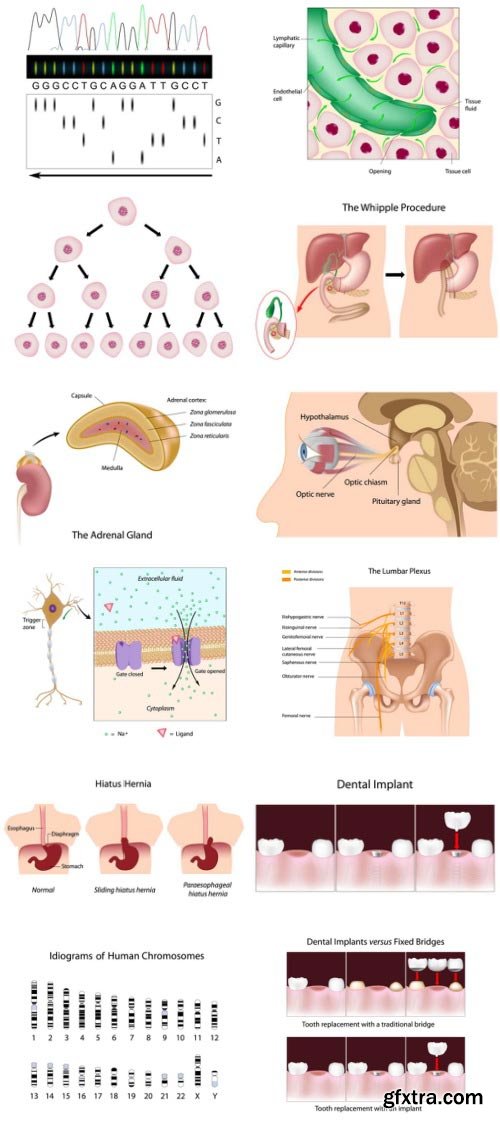 Anatomy and Ilness Mass Collection 333xEPS