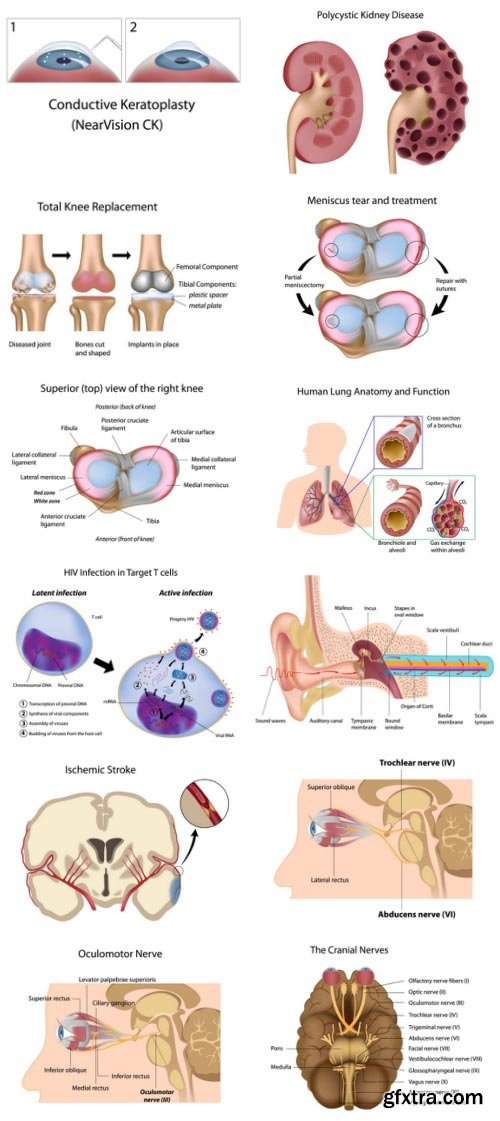 Anatomy and Ilness Mass Collection 333xEPS