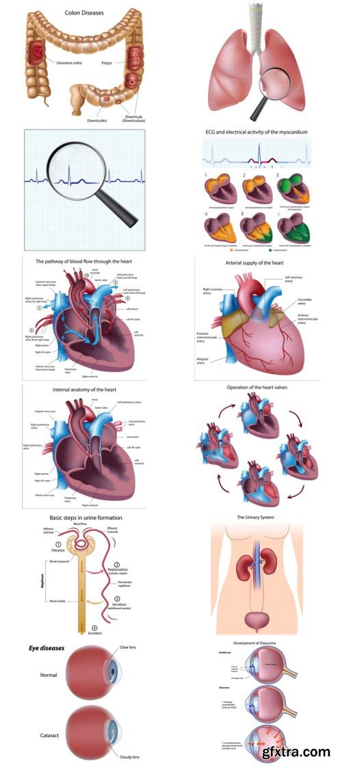 Anatomy and Ilness Mass Collection 333xEPS