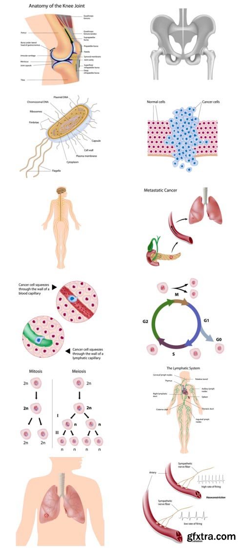 Anatomy and Ilness Mass Collection 333xEPS