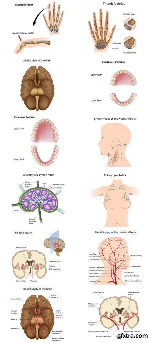 Anatomy and Ilness Mass Collection 333xEPS