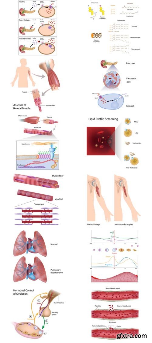 Anatomy and Ilness Mass Collection 333xEPS
