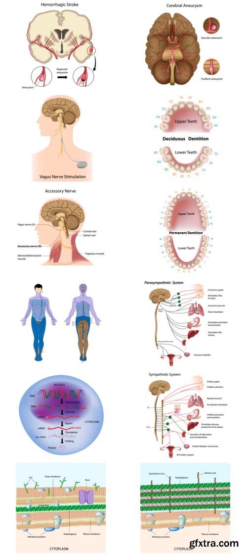 Anatomy and Ilness Mass Collection 333xEPS