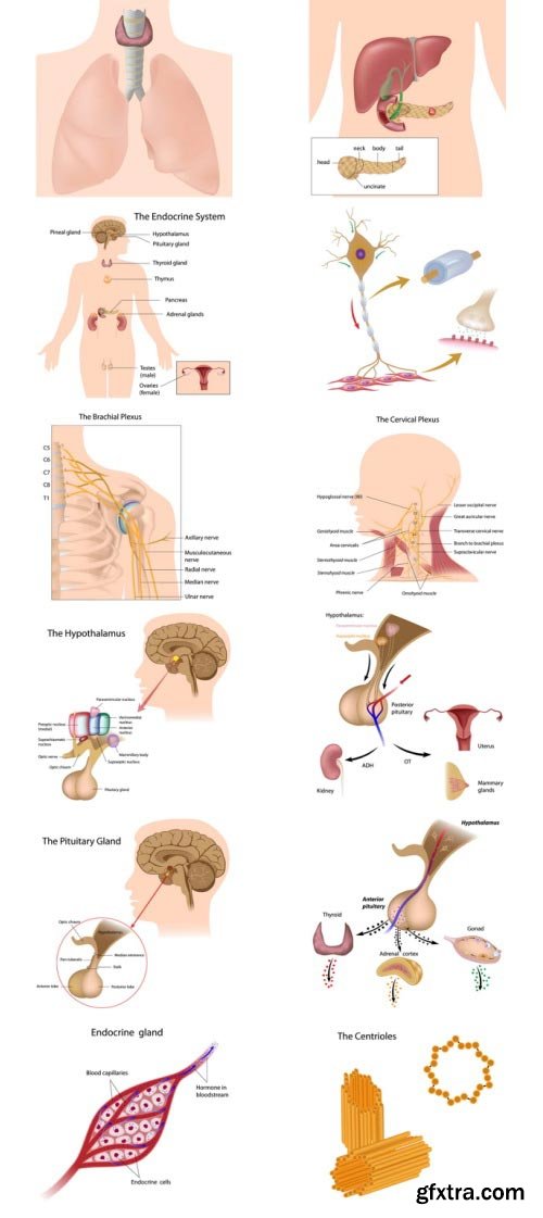 Anatomy and Ilness Mass Collection 333xEPS