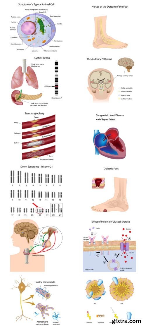 Anatomy and Ilness Mass Collection 333xEPS