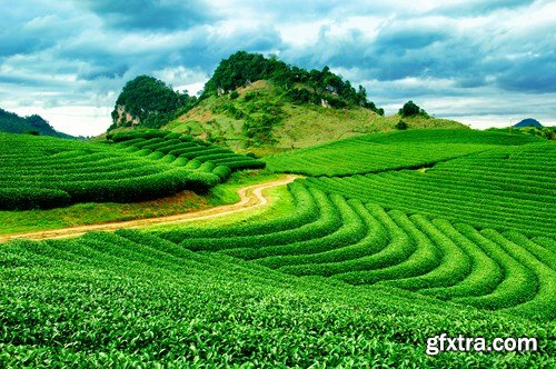 Tea Plantations, 25xUHQ JPEG