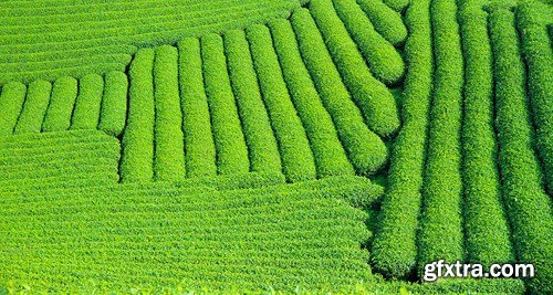 Tea Plantations, 25xUHQ JPEG