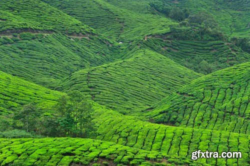 Tea Plantations, 25xUHQ JPEG