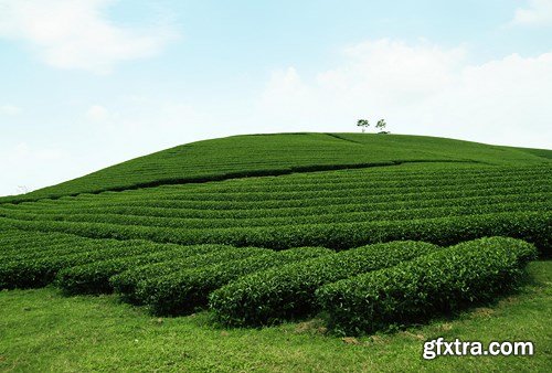 Tea Plantations, 25xUHQ JPEG