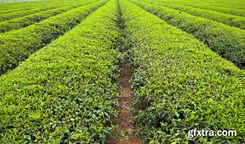 Tea Plantations, 25xUHQ JPEG