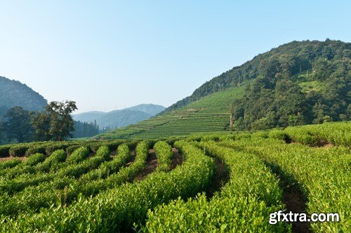 Tea Plantations, 25xUHQ JPEG