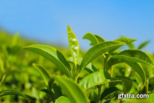 Tea Plantations, 25xUHQ JPEG