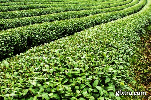 Tea Plantations, 25xUHQ JPEG