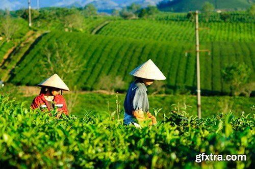 Tea Plantations, 25xUHQ JPEG