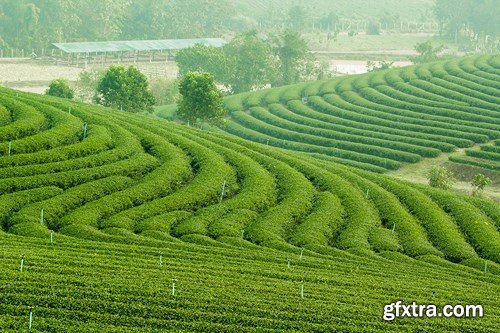 Tea Plantations, 25xUHQ JPEG