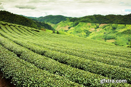 Tea Plantations, 25xUHQ JPEG