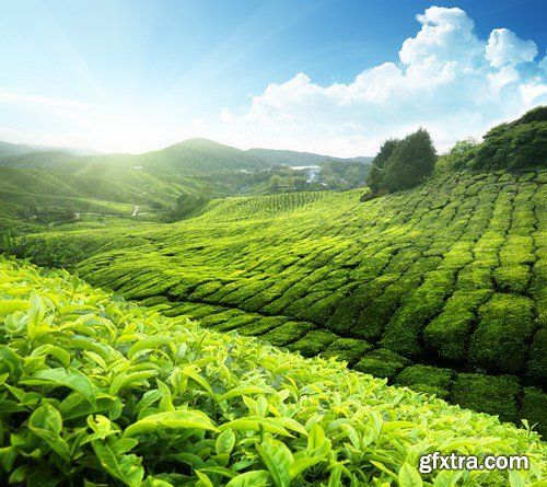 Tea Plantations, 25xUHQ JPEG