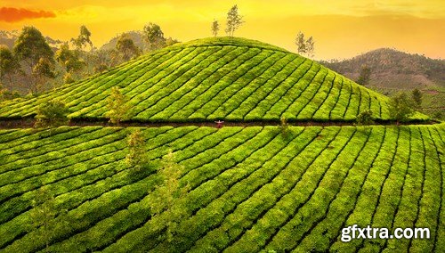 Tea Plantations, 25xUHQ JPEG