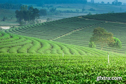 Tea Plantations, 25xUHQ JPEG