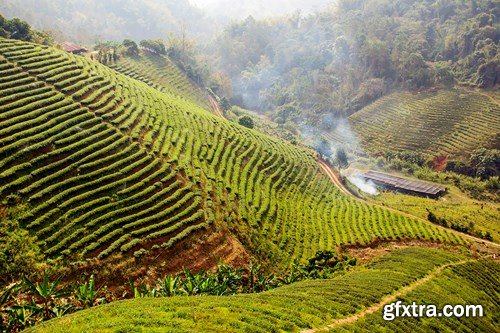 Tea Plantations, 25xUHQ JPEG