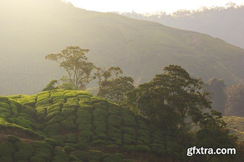 Tea Plantations, 25xUHQ JPEG