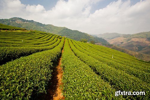 Tea Plantations, 25xUHQ JPEG