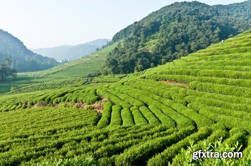 Tea Plantations, 25xUHQ JPEG