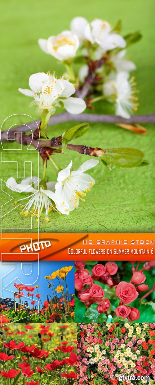 Stock Photo - Colorful flowers on summer mountain 6 Stock Photo - Colorful flowers on summer mountain 6