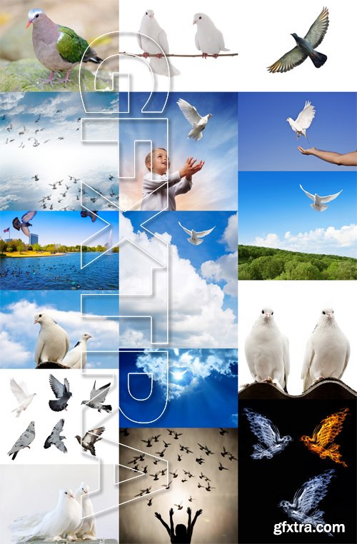 Stock Photos - Dove, Pigeon, 25xJPG Stock Photos - Dove, Pigeon, 25xJPG