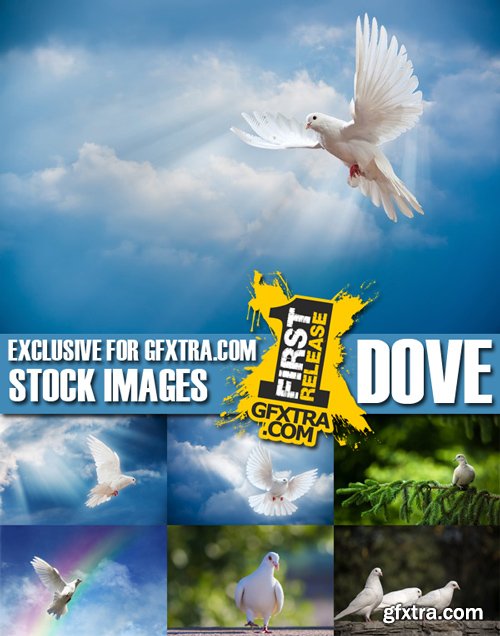 Stock Photos - Dove, Pigeon, 25xJPG Stock Photos - Dove, Pigeon, 25xJPG
