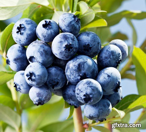Blueberry Collection, 25xUHQ JPEG
