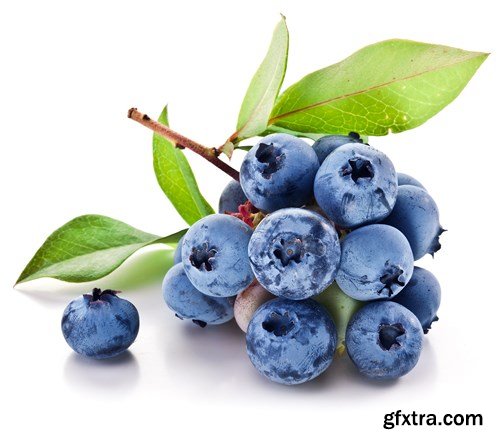 Blueberry Collection, 25xUHQ JPEG