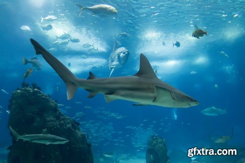 Stock Photos - Underwater World, 25xJPG