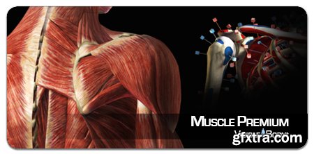 Visible Body Muscle Premium 3.1.3